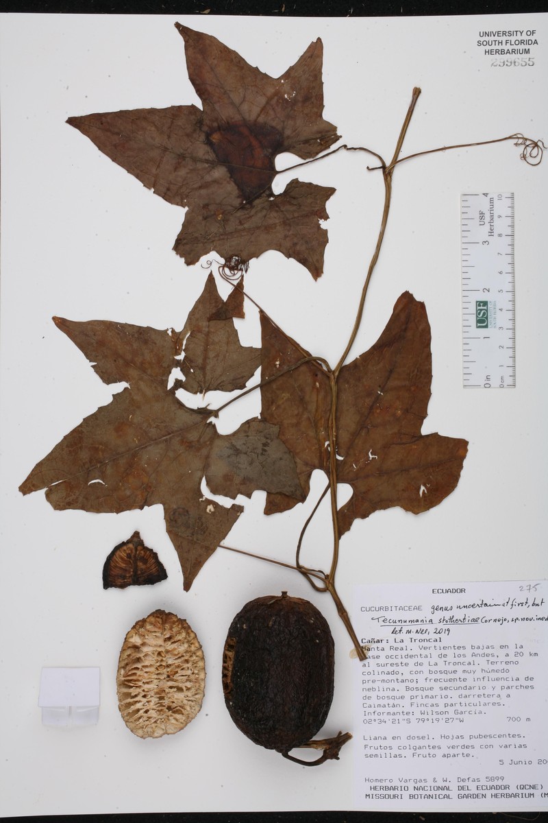 Tecunumania stothertiae