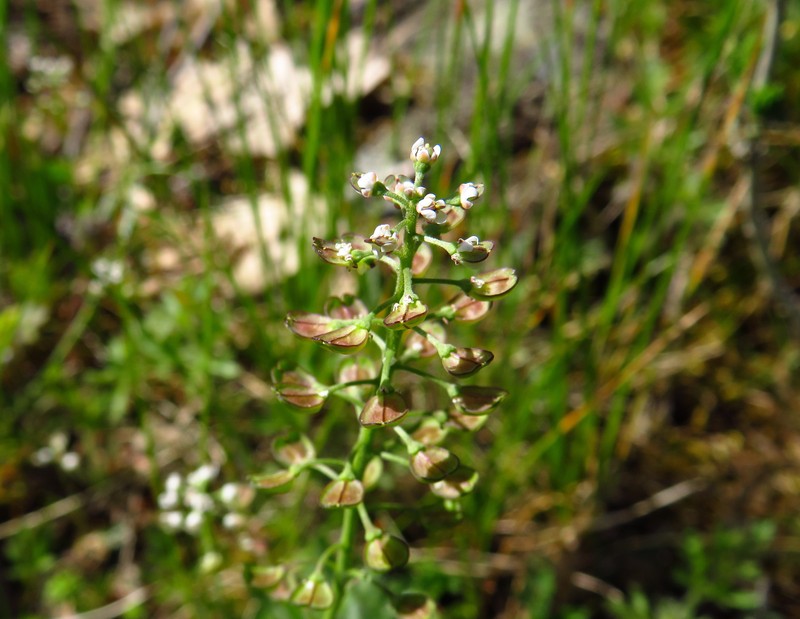 Lesser Shepherdscress