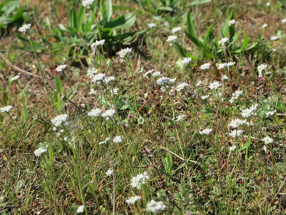 Barestem Teesdalia photo 4