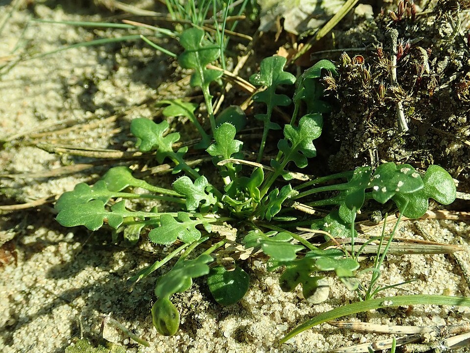 Barestem Teesdalia photo 5