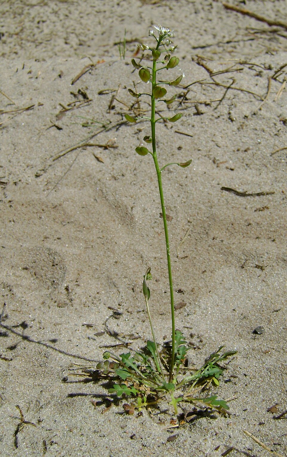 Barestem Teesdalia photo 6