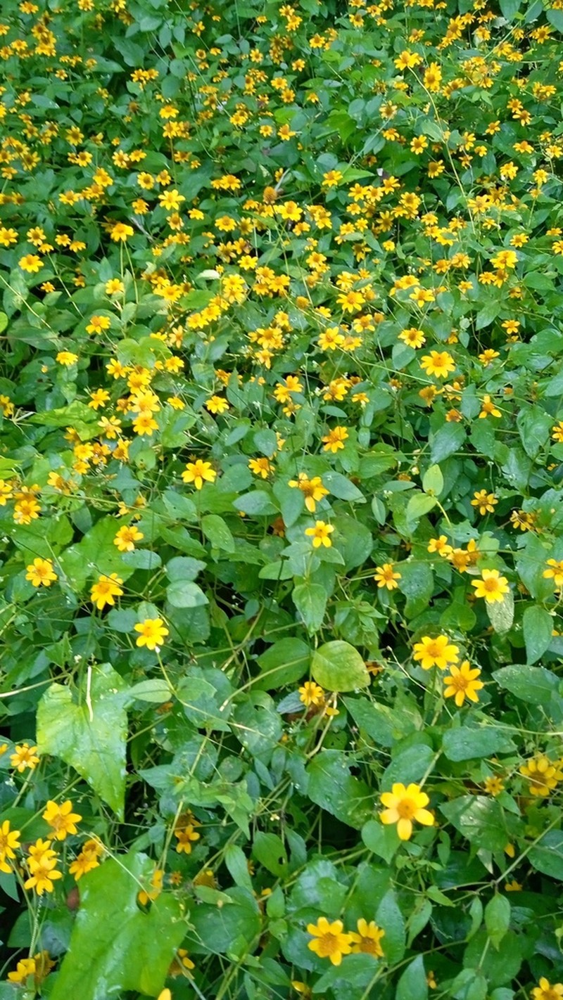 Tehuana calzadae