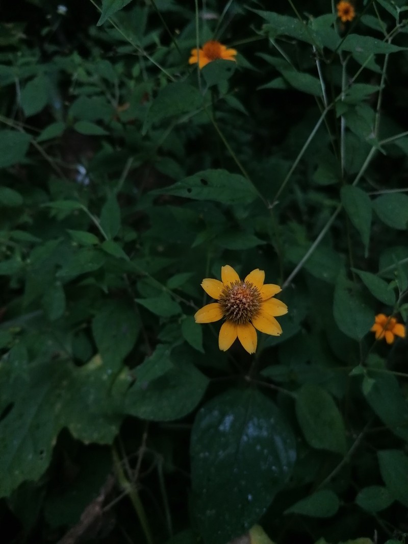 Tehuana calzadae photo 5
