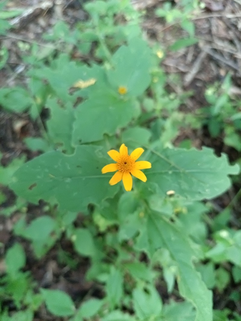 Tehuana calzadae photo 6