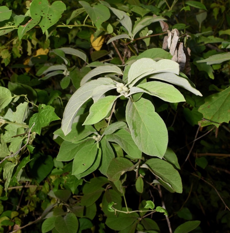 Tehuasca magna photo 5