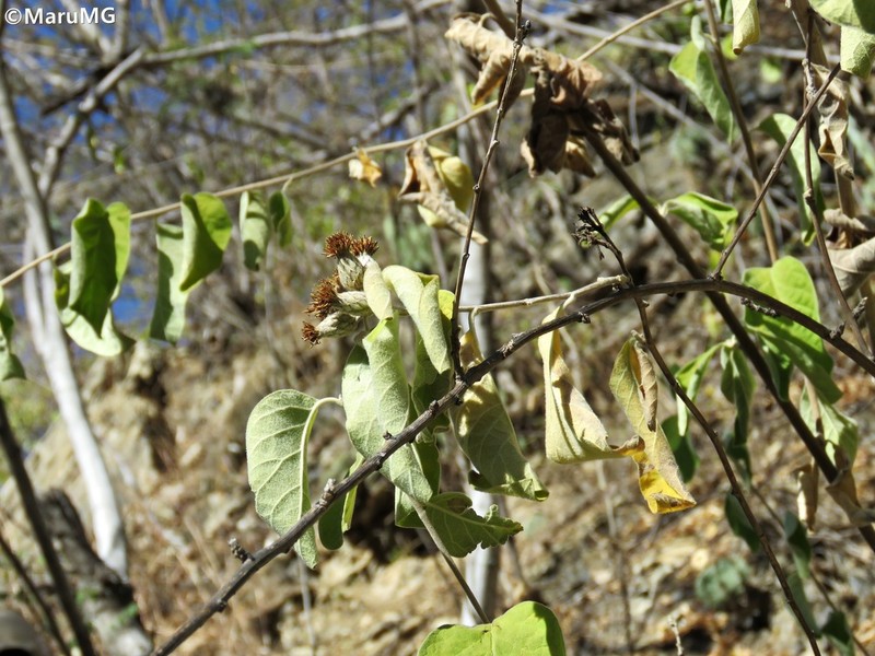 Tehuasca magna photo 7