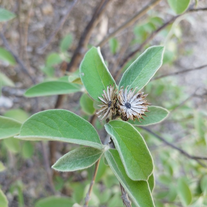Tehuasca magna photo 8