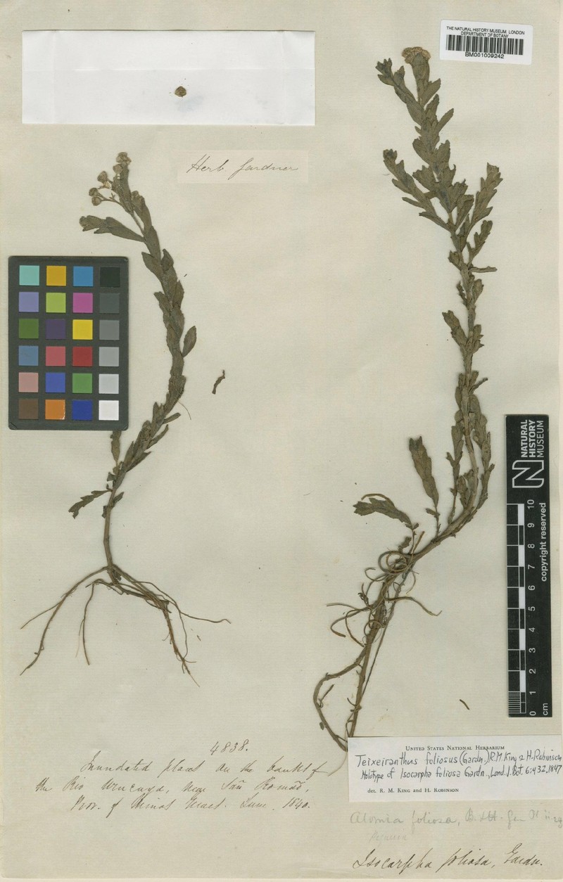 Teixeiranthus foliosus