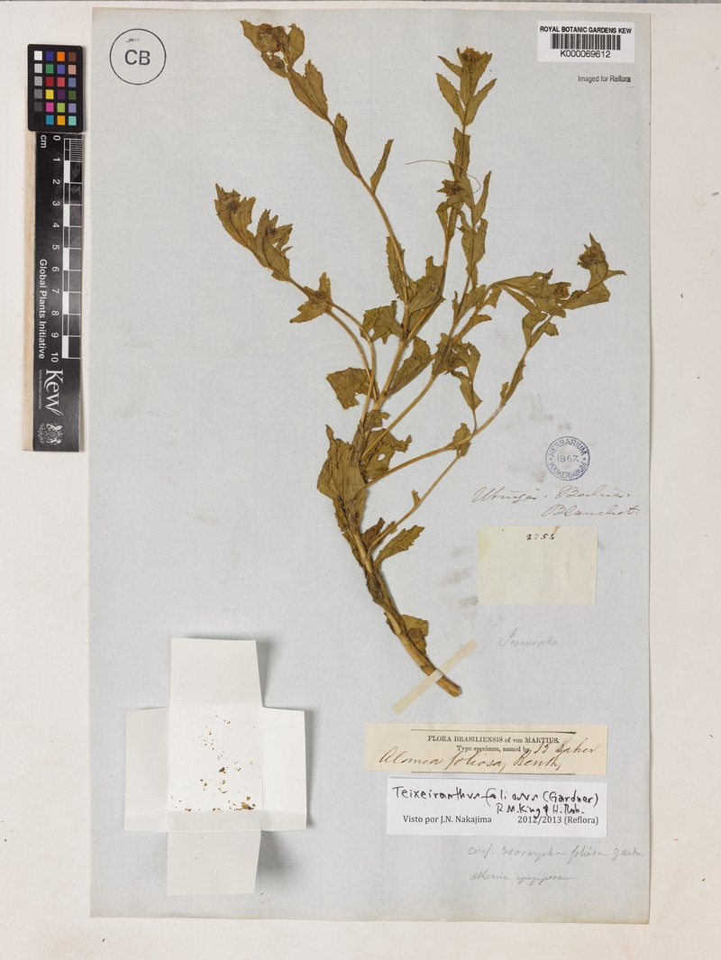 Teixeiranthus foliosus photo 2