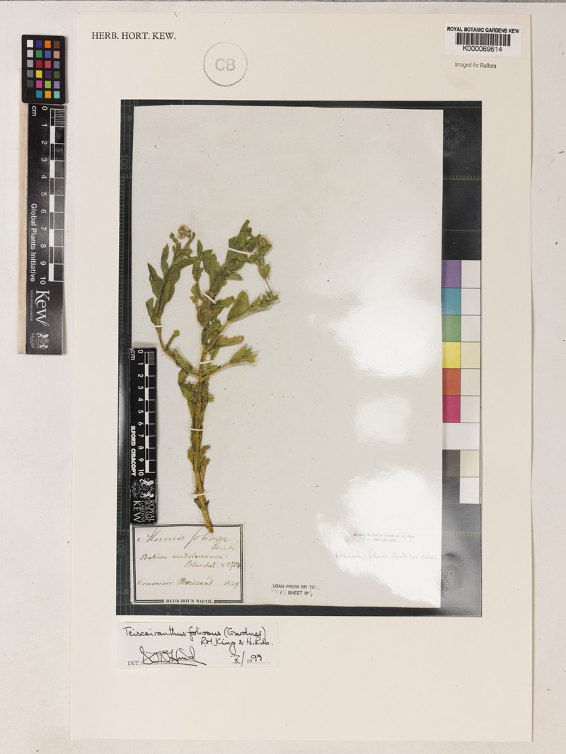 Teixeiranthus foliosus photo 3