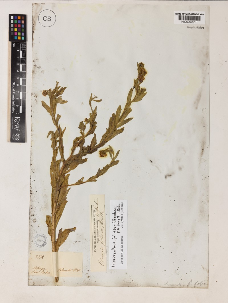 Teixeiranthus foliosus photo 4