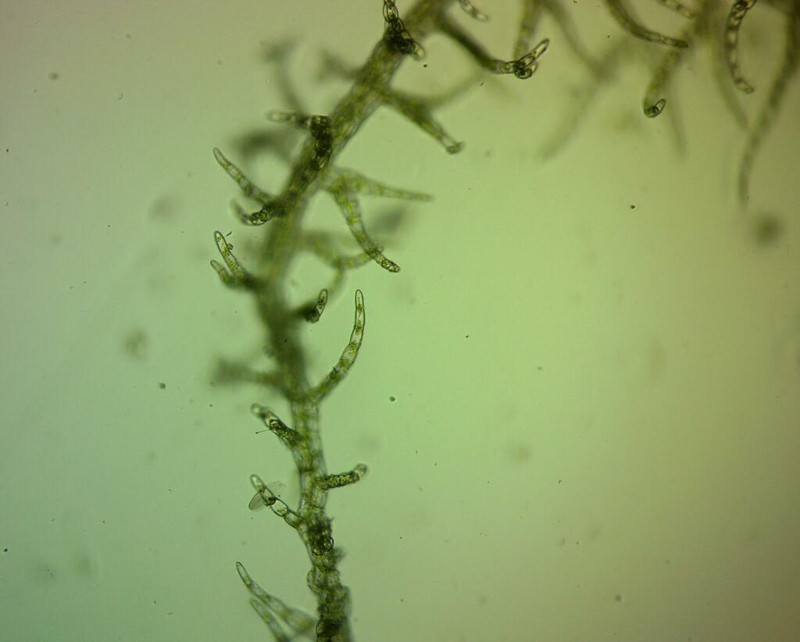 Telaranea nematodes