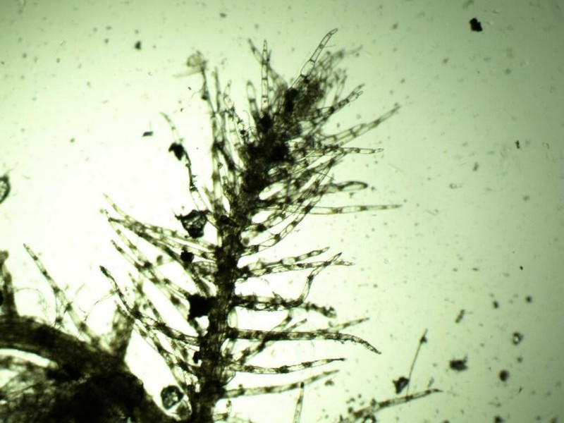 Telaranea nematodes photo 2