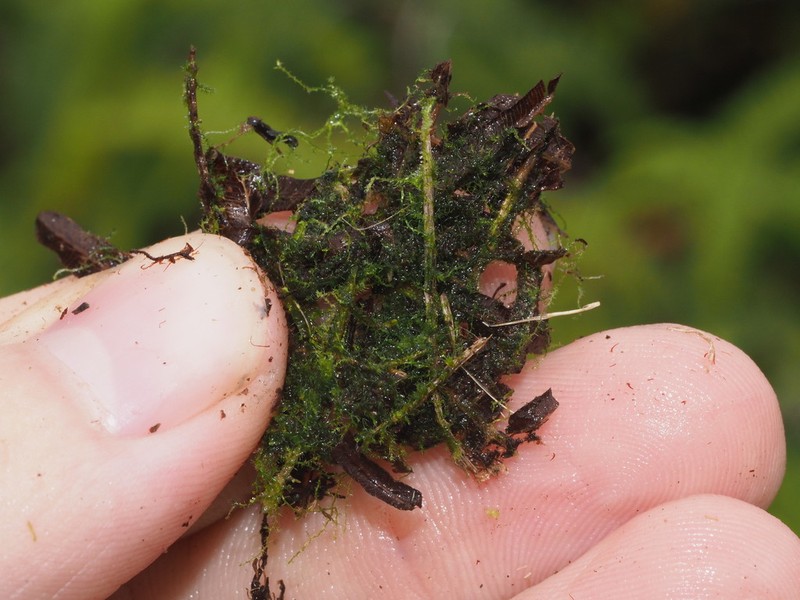 Telaranea nematodes photo 3