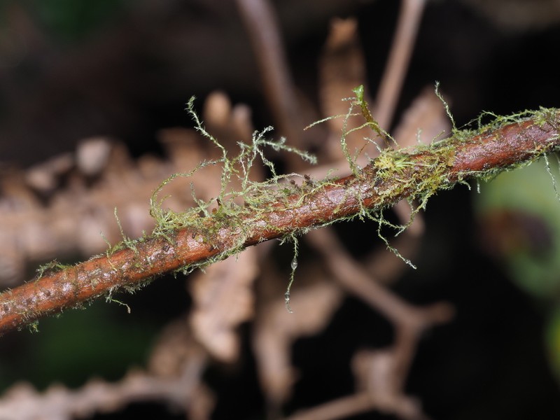 Telaranea nematodes photo 5