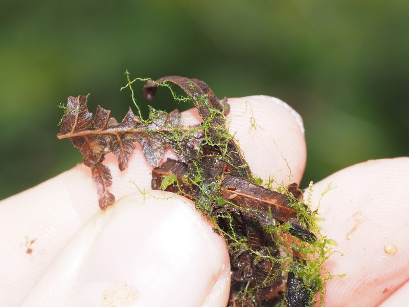Telaranea nematodes photo 6