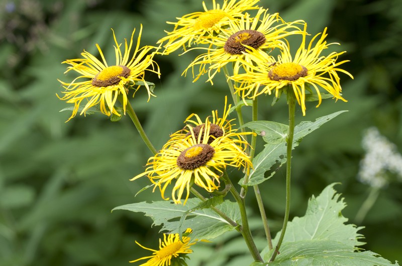 Telekia speciosa