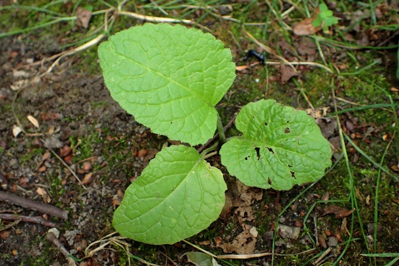 Telekia speciosa photo 2