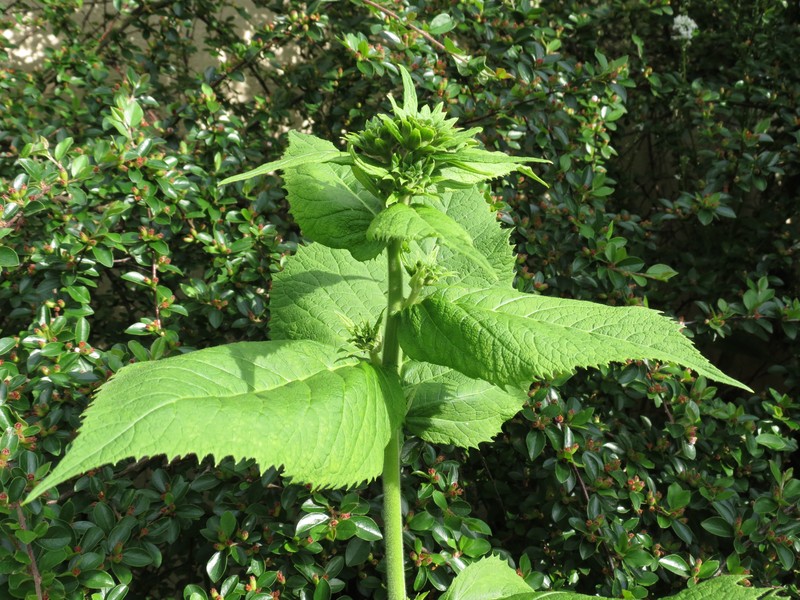 Telekia speciosa photo 3