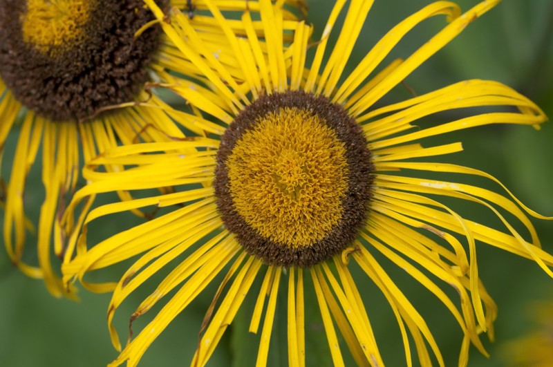 Telekia speciosa photo 4
