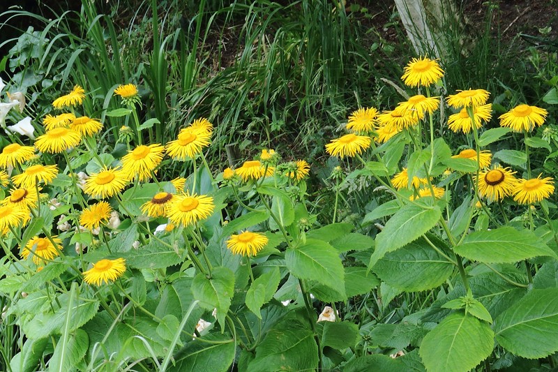 Telekia speciosa photo 5