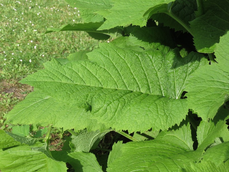 Telekia speciosa photo 6