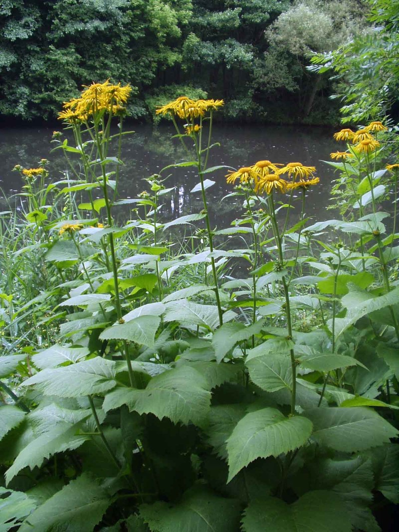Telekia speciosa photo 7
