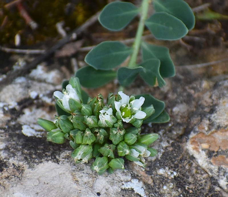 Telephium imperati subsp. imperati