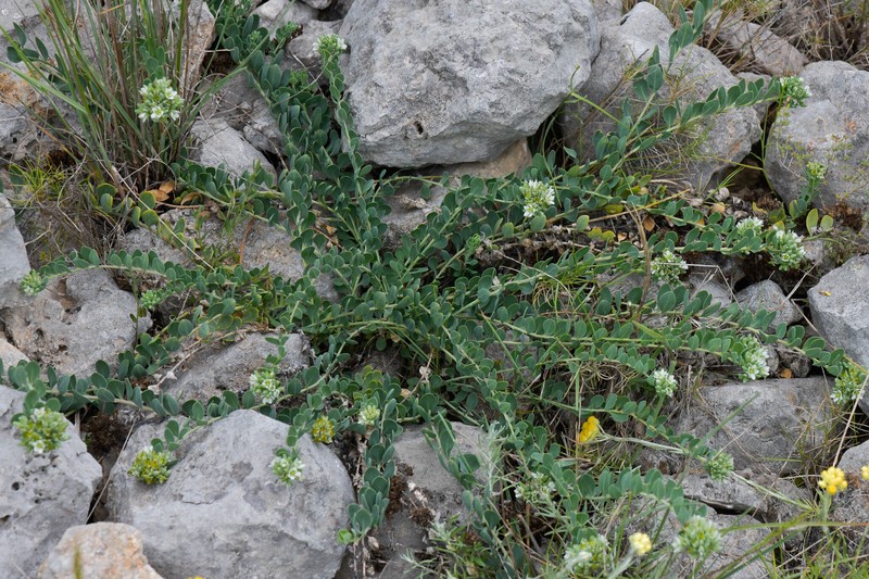 Telephium imperati subsp. imperati photo 2