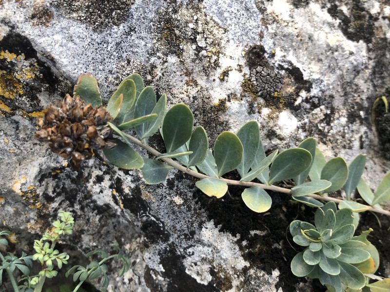 Telephium imperati subsp. imperati photo 3