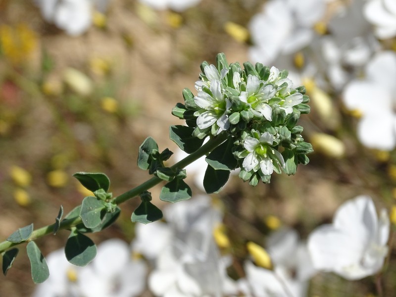 Telephium imperati subsp. imperati photo 4
