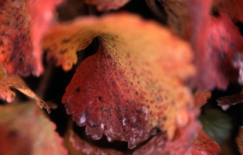 Alumroot Brookfoam photo 2