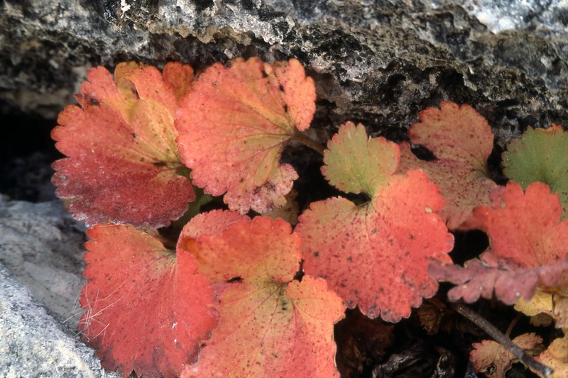 Alumroot Brookfoam photo 3