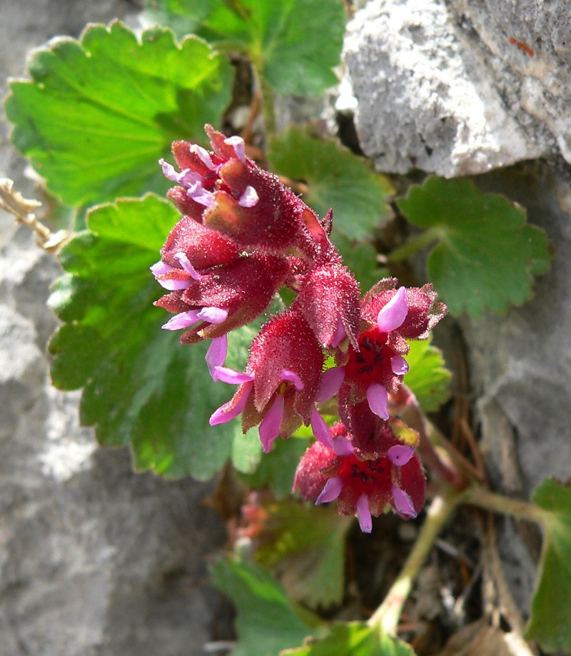 Alumroot Brookfoam
