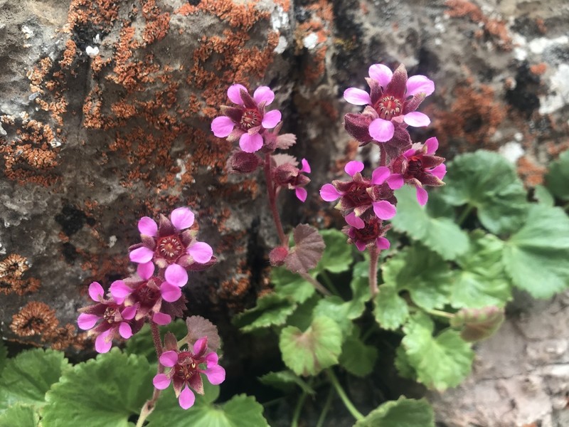 Alumroot Brookfoam