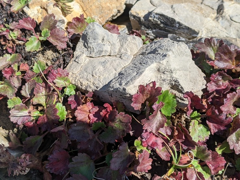 Alumroot Brookfoam photo 2