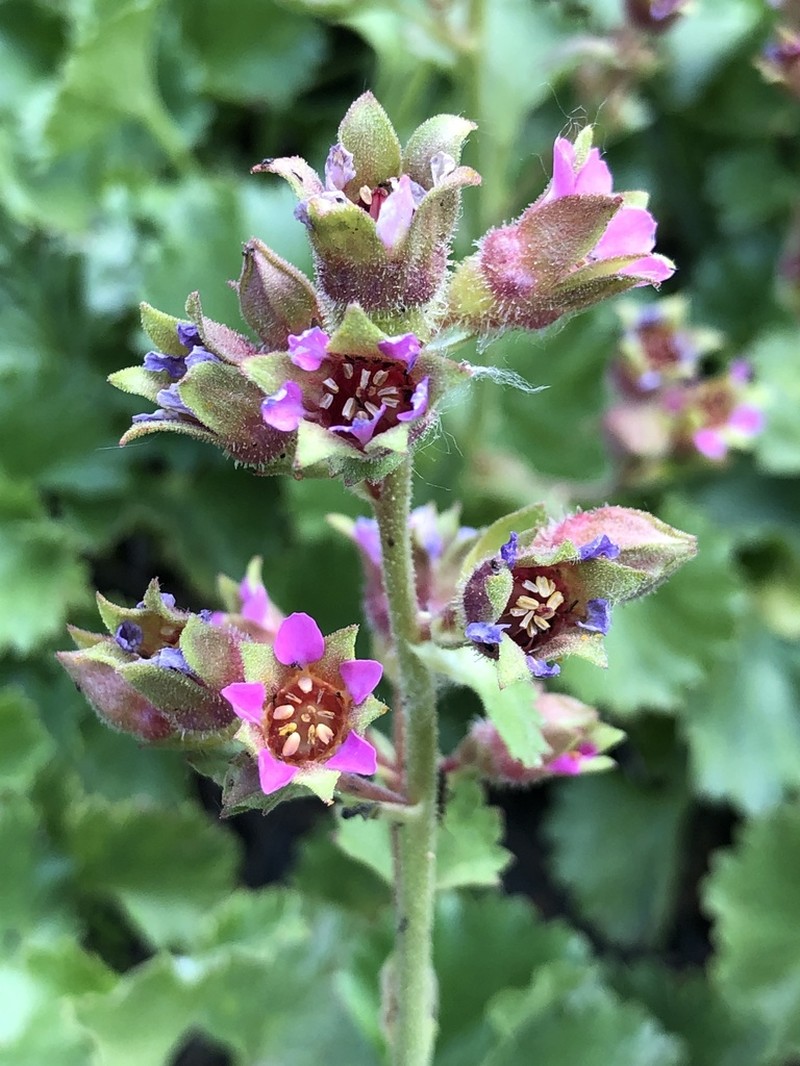 Alumroot Brookfoam photo 4