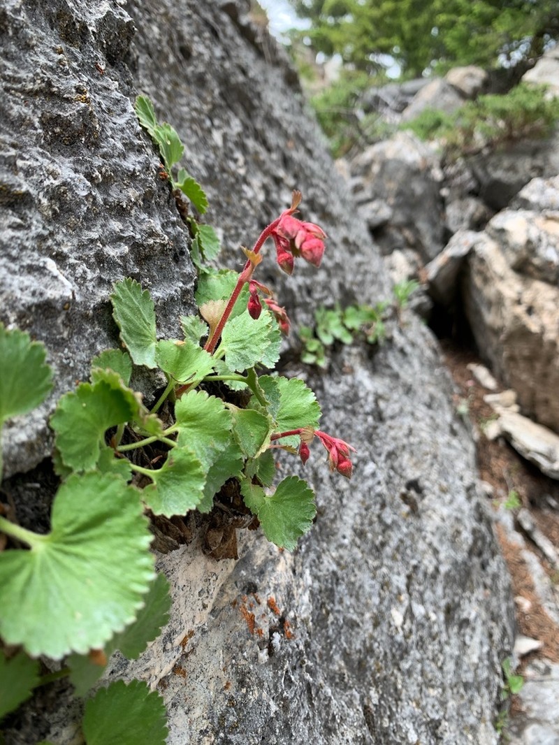 Alumroot Brookfoam photo 5