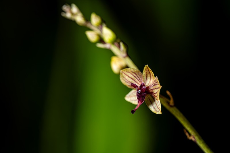 Telipogon chachapoyensis