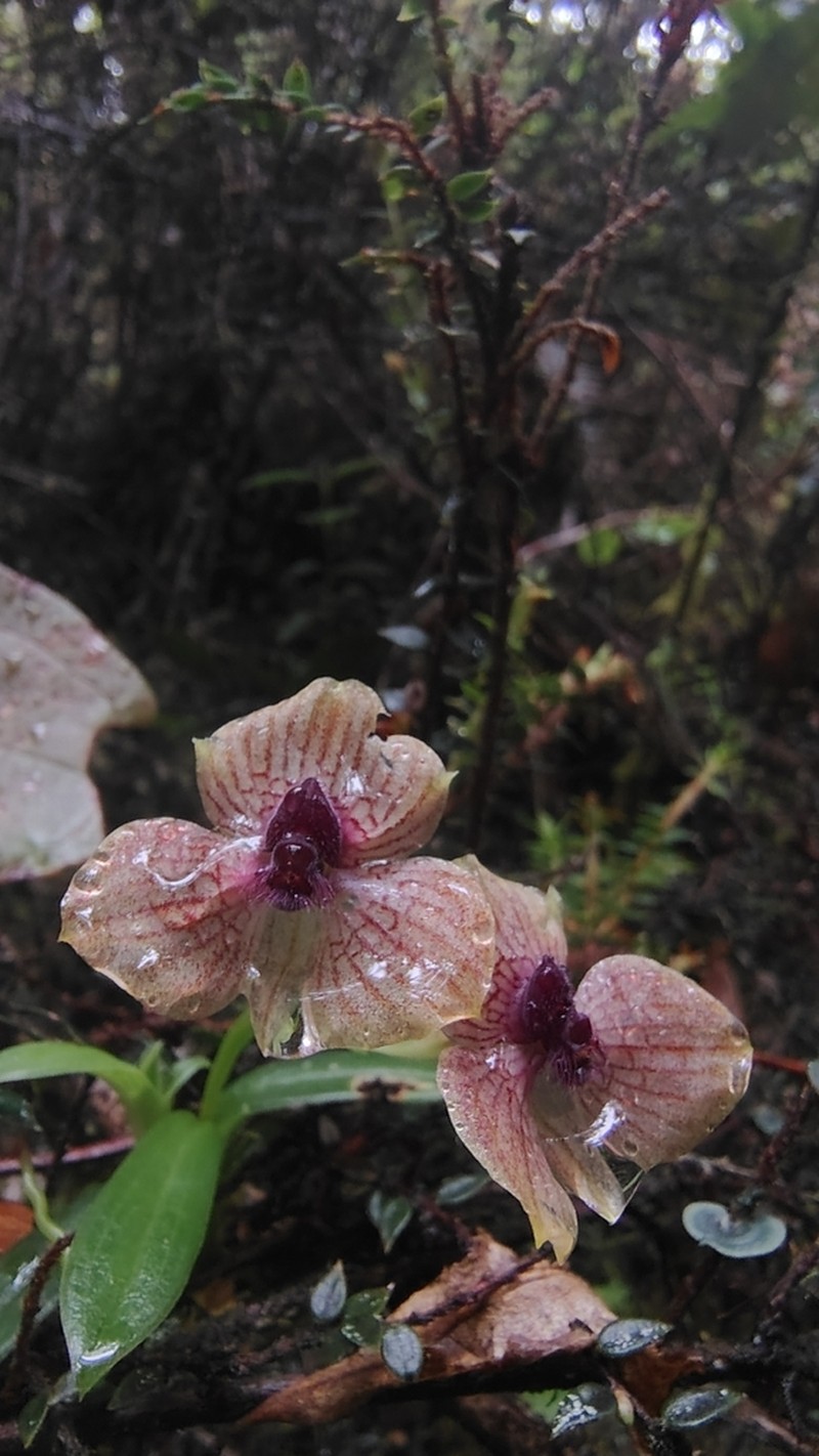 Telipogon diabolicus