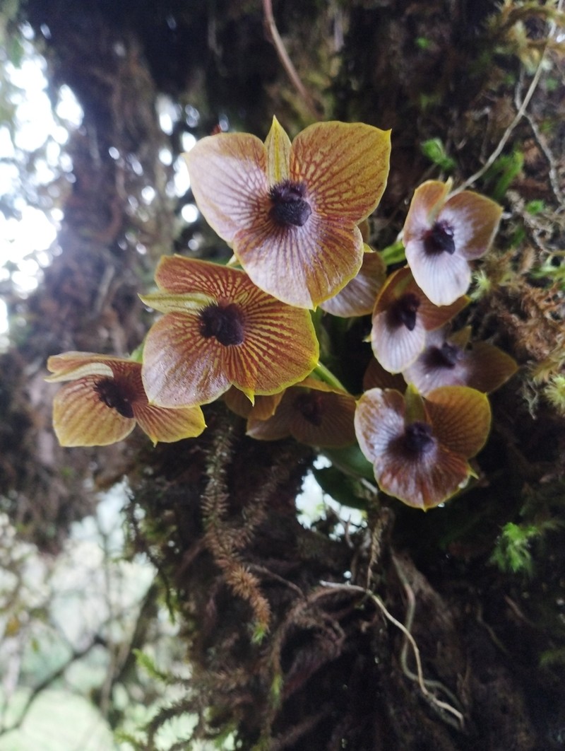 Telipogon pillaropatatensis