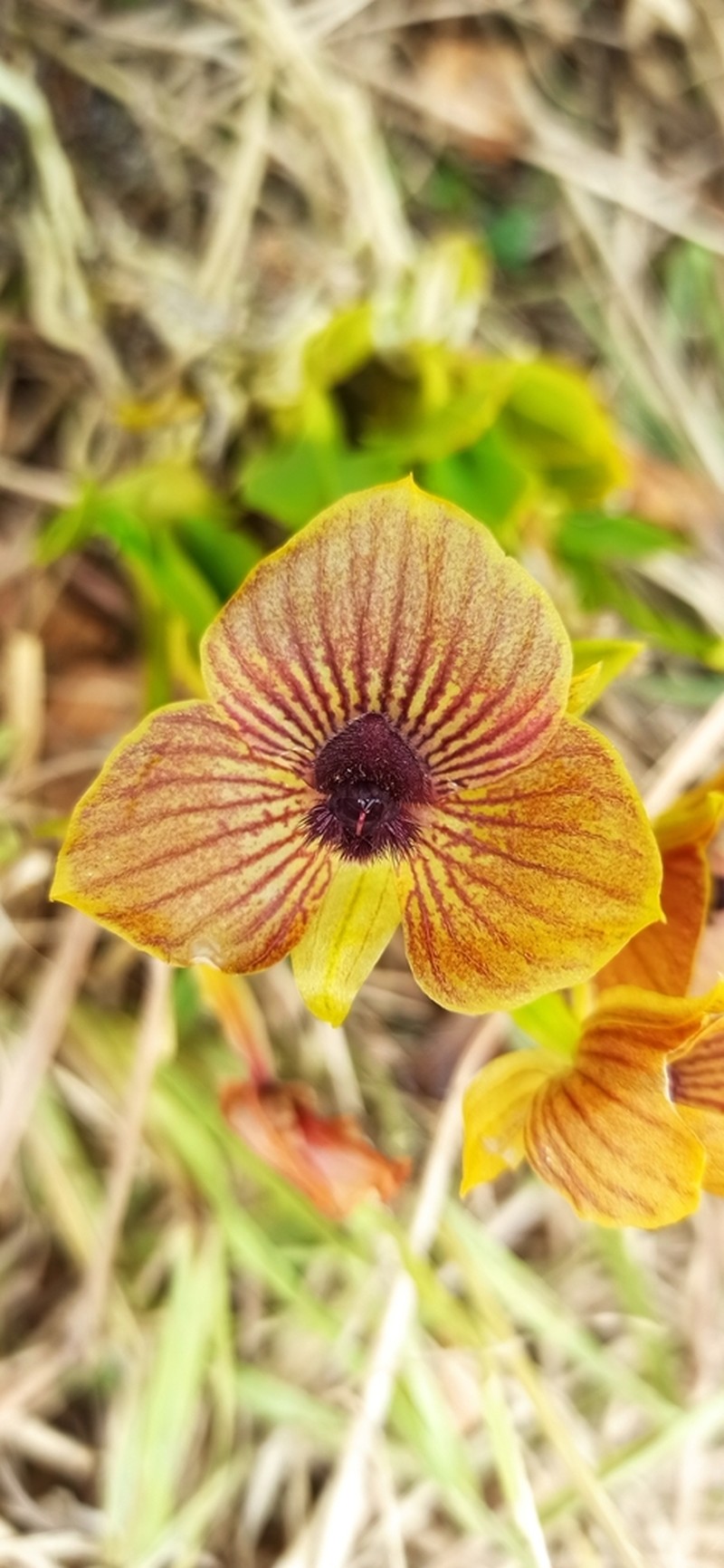 Telipogon pillaropatatensis photo 2