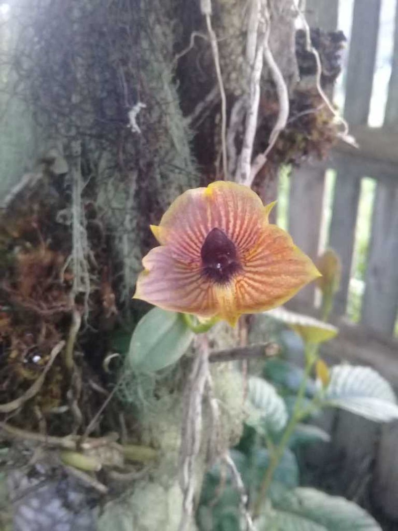 Telipogon pillaropatatensis photo 3