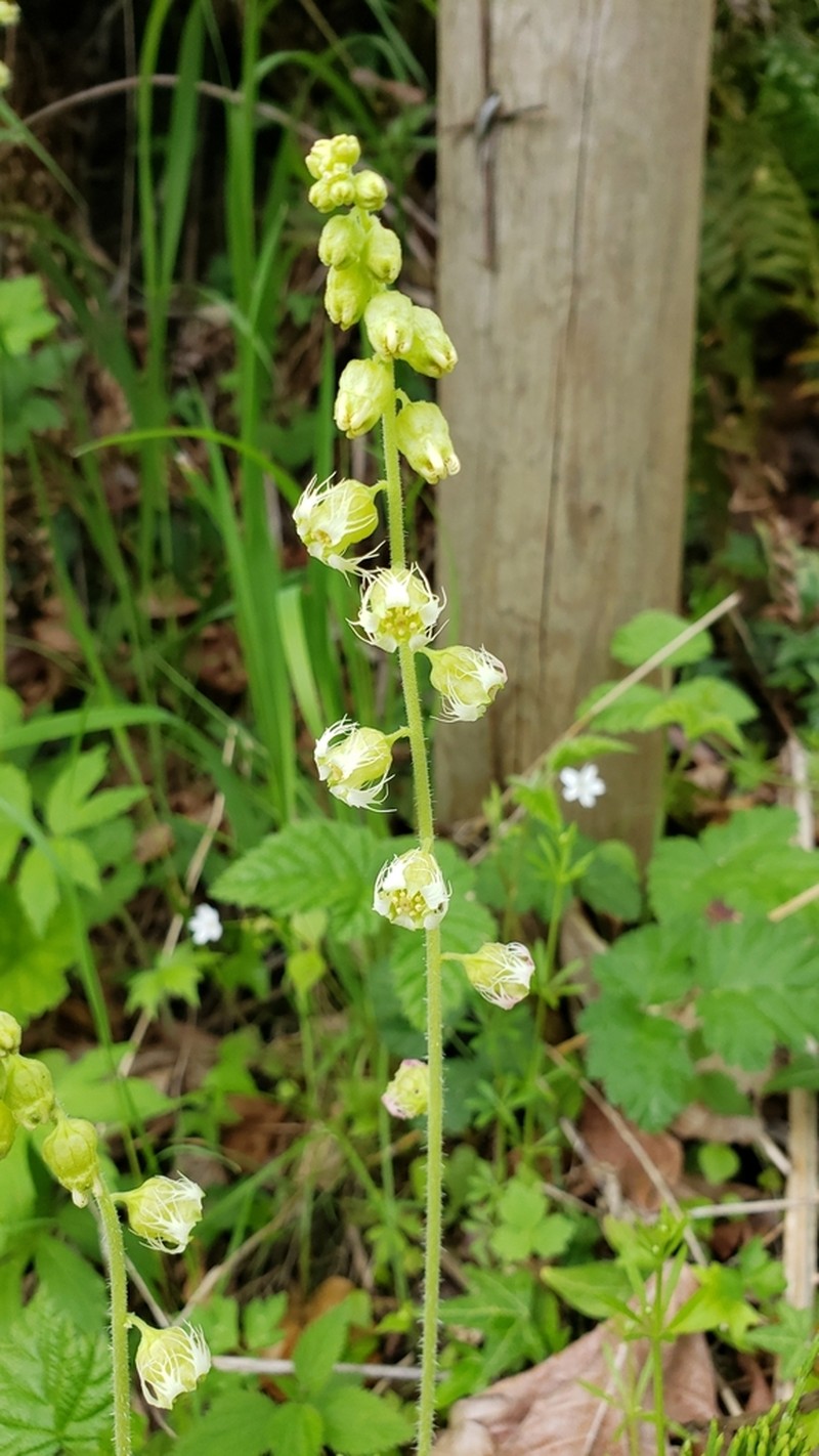 Bigflower Tellima photo 4