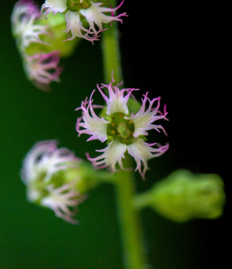 Bigflower Tellima photo 5