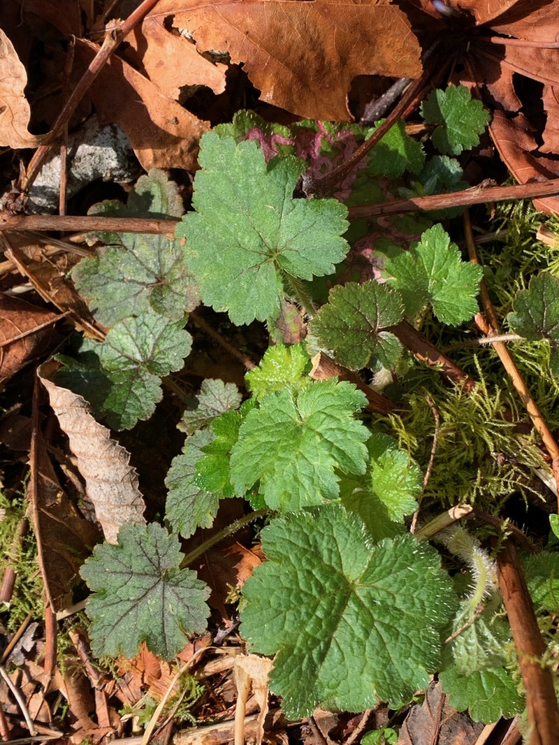 Bigflower Tellima photo 6