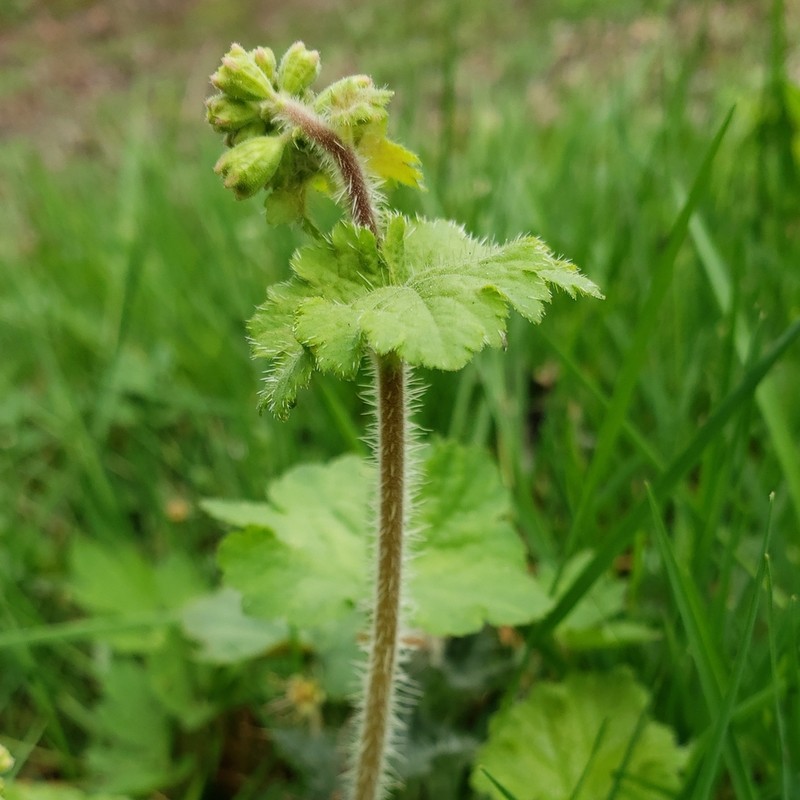 Bigflower Tellima photo 7