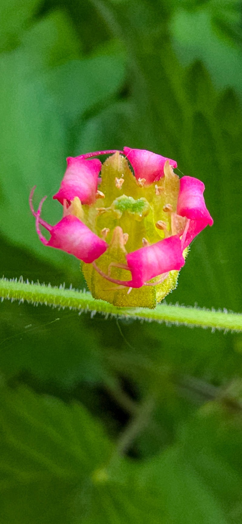 Bigflower Tellima photo 8