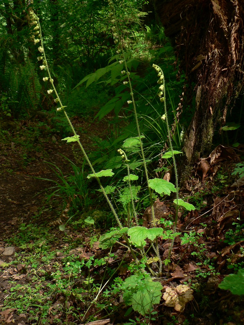 Bigflower Tellima