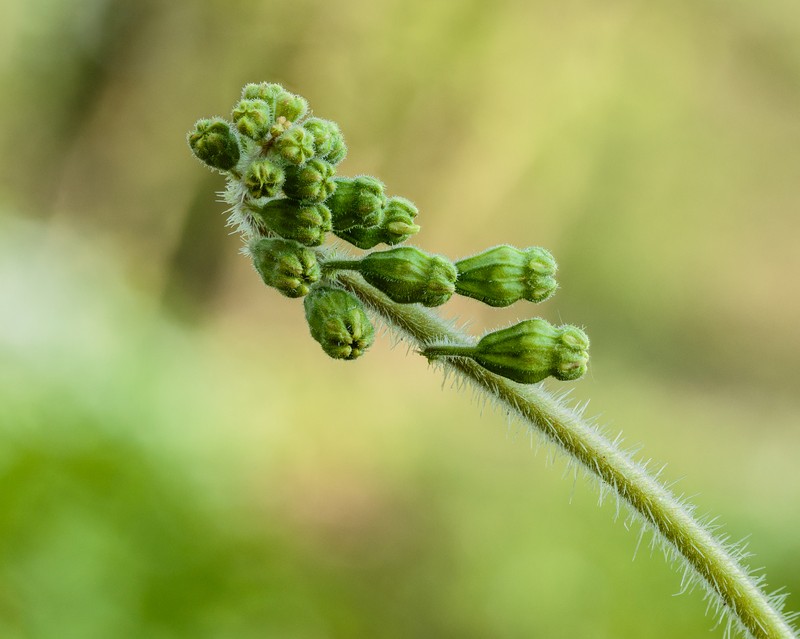 Bigflower Tellima photo 2